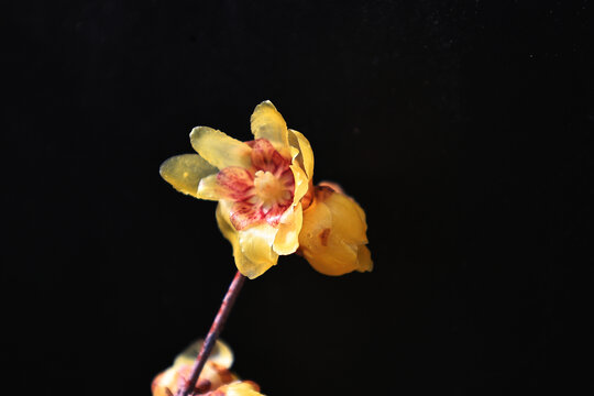 黄色腊梅花
