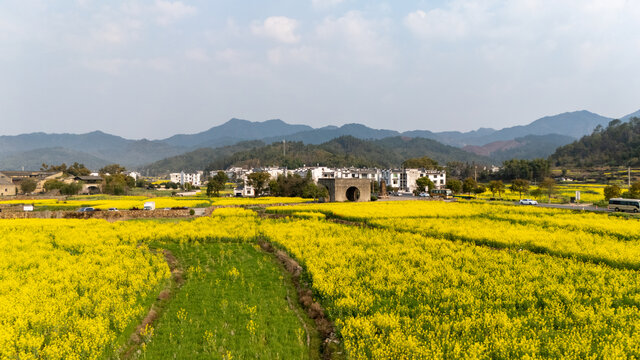 江西婺源江湾景区金色田园油菜花盛景