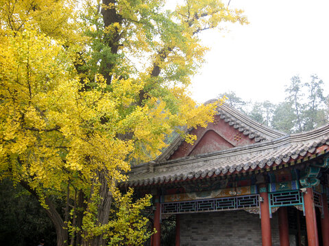 银杏古寺