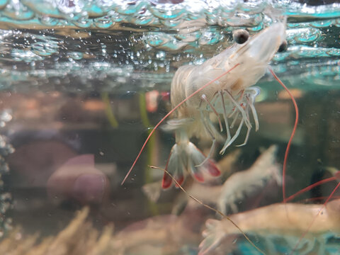 活基围虾