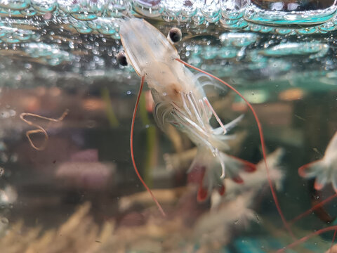 活基围虾