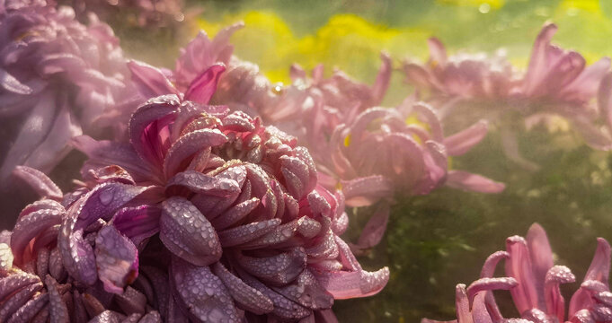 菊花