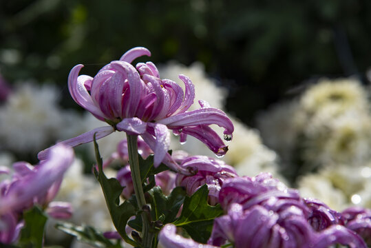 菊花