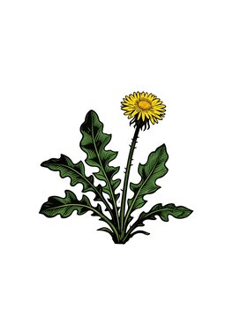 彩色矢量蒲公英