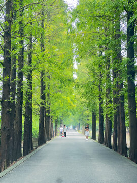 绿树林
