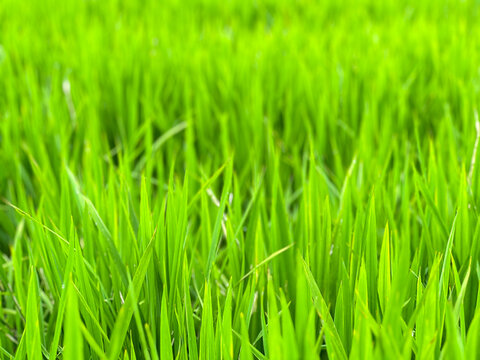 稻田