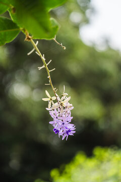 绿影中垂挂的紫白渐变蓝花藤