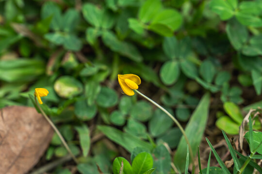 绿叶间绽放的蔓花生小黄花
