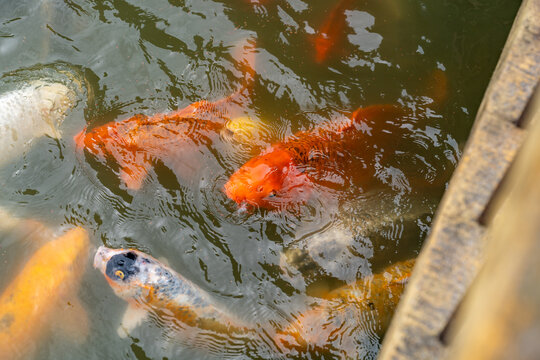 多彩锦鲤池塘中争食画面