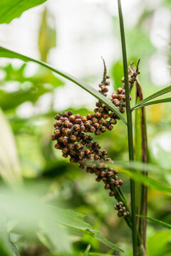 穗状植物果实特写