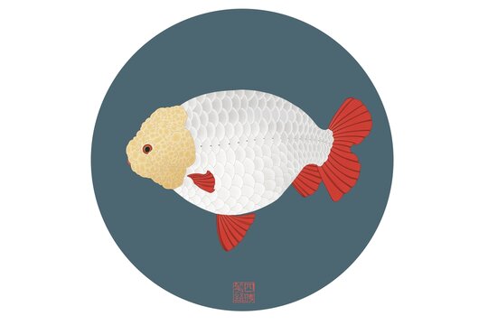 十一点国寿金鱼