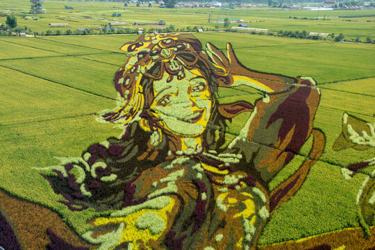 稻田画
