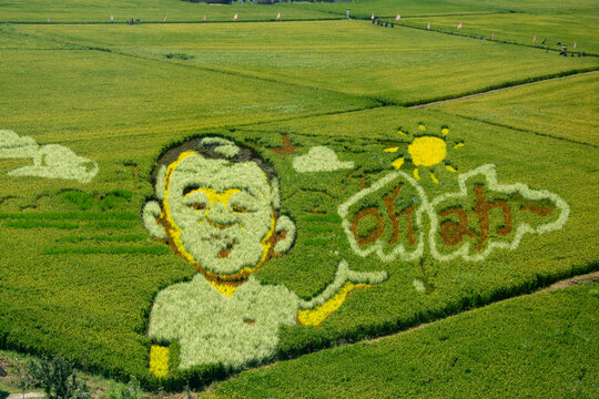 稻田画