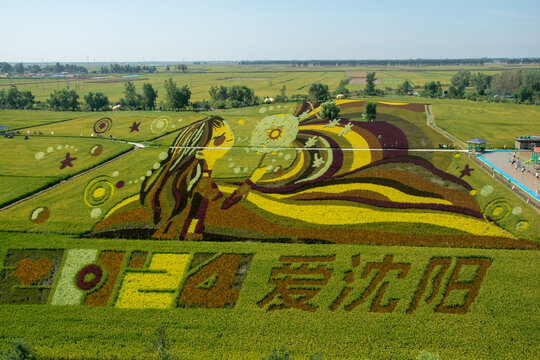 稻田画
