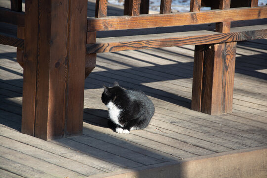 流浪猫