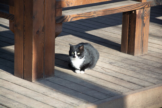 流浪猫