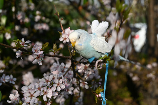 淡蓝色虎皮鹦鹉