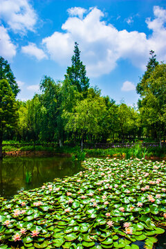 湿地公园景观