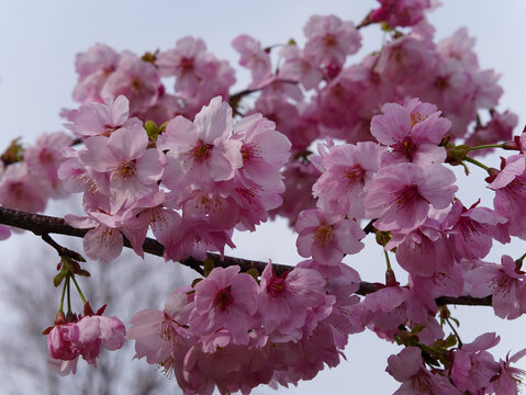 樱花