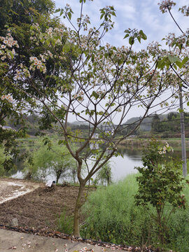 油桐树与油桐花