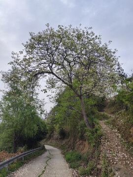 满树桐花