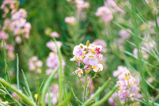 油菜花开