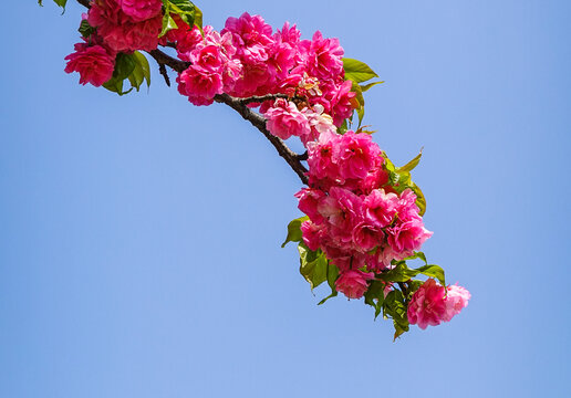 简约背景樱花装饰画素材
