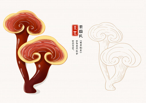 灵芝草药插画手绘