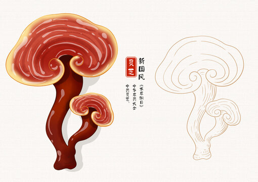 灵芝草药手绘插画