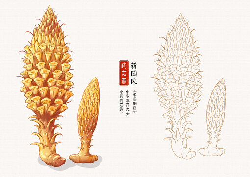 肉苁蓉草药插画手绘