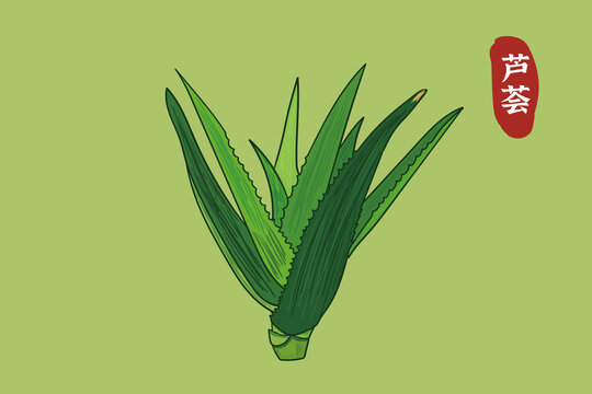 芦荟