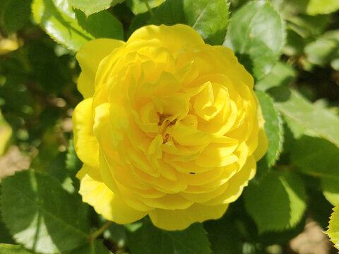 月季花
