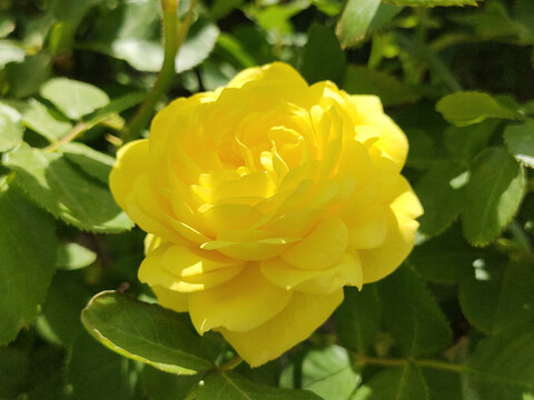 月季花