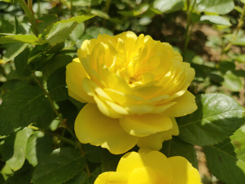 黄色月季花
