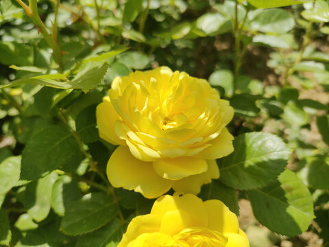 月季花