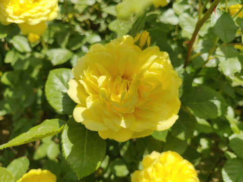 黄月季花