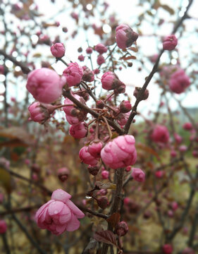 桃花