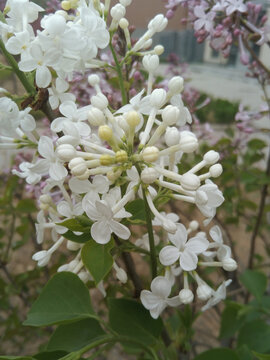 丁香花