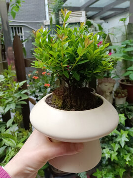 绿植盆栽