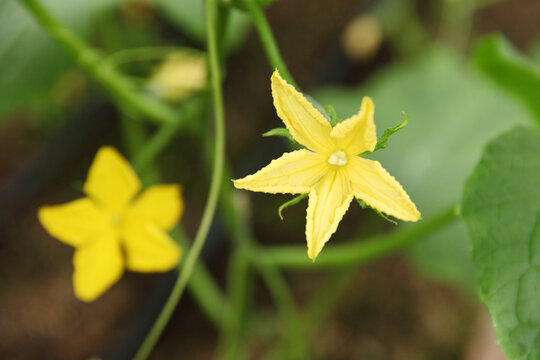 青瓜花