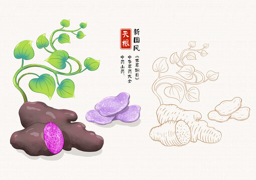 天根插画