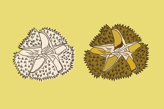 榴莲插画