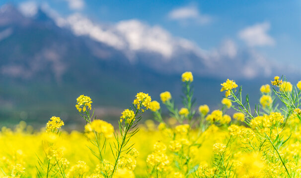 油菜花开