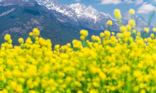 油菜花开