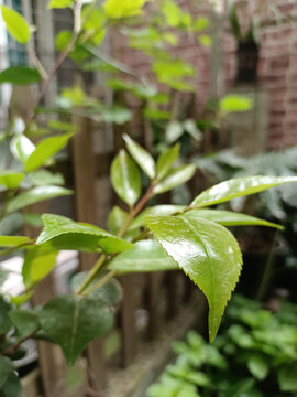 茶花新叶