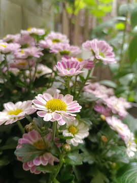 小雏菊