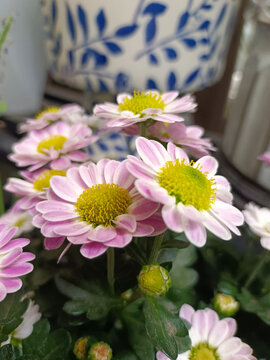 小菊花