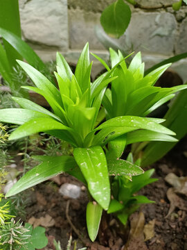 百合花苗