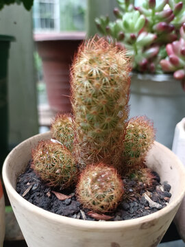 多肉植物