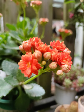 长寿花